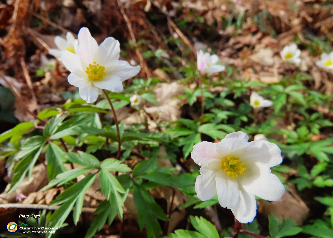 34 Anemoides nemorosa (Anemone dei boschi).JPG